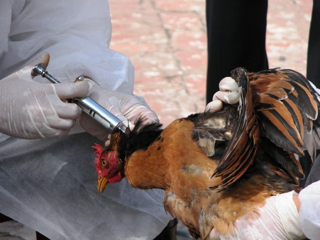 بررسي سرولوژيكي آلودگي ويروس آنفلوانزاي مرغي تحت تيپ ‏‎H9N2‎‏ در جمعيت انساني در منطقه شهر كرد