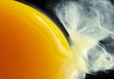 جداسازی باکتری سالمونلا از زرده تخم مرغ