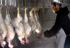 بايد نوسان قيمت گوشت و مرغ کنترل شود