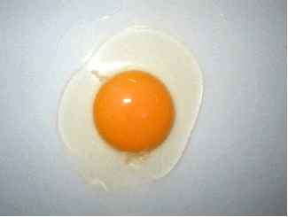استفاده از واكسن جهت كنترل سالمونلا در تخم مرغ