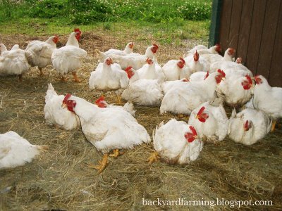ارزش غذايي پودر ضايعات ميگودر تغذيه مرغ گوشتي