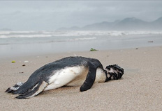 صدها پنگوئن مرده در سواحل برزیل