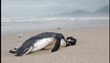 صدها پنگوئن مرده در سواحل برزیل