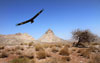 رهاسازي پرندگان شکاري در منطقه دهج شهربابک