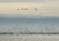 شنيدن آواز پرندگان، ترس از آمپول را در كودكان كاهش مي‌دهد