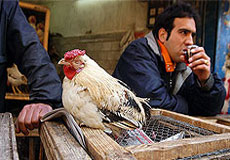 توقيف محموله مرغ بدون مجوز دراستان همدان
