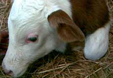 جهاني‌شدن تجارت گسترش بيماري‌هاي نوپديد را سرعت بخشيده است