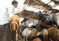 واردات دام زنده ميزان توليد كشور را تحت تاثير قرار مي‌دهد