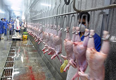 عالي‌پور: 5 هزار تن گوشت مرغ در قم ذخيره شده است