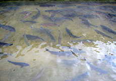 هشت میلیون کیلو انواع ماهی از خوزستان صادر شد