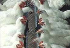 موردي از آنفلوانزاي مرغي در آذربايجان غربي مشاهده نشده است