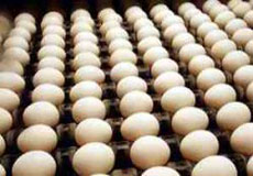 سالانه 56 هزار تن تخم مرغ در قم تولید می‌شود