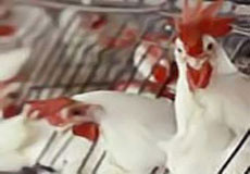 واكسيناسيون 12 ميليون قطعه طيور در زاوه