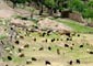 چرای دام در پارکهای ملی