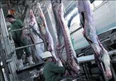 استفاده از گوشت حرام و ضایعات کشتارگاهی در تولید سوسیس و کالباس؟