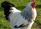 افزايش 20 درصدي توليد مرغ قيمت آن را كاهش مي‌دهد