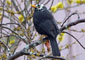 آلودگي صوتي شهرها، آواز پرندگان را تغيير داده است!