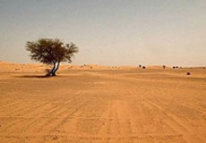 اجراي طرح پرورش در تاغزارهاي جنوب دامغان