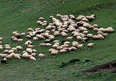 25 درصد گوشت قرمز اصفهان را عشاير توليد مي‌كنند