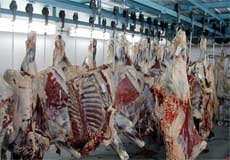 اكثر كشتارگاه هاي دام استان اصفهان غير استاندارد است