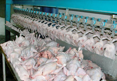 توليد 1.2 ميليارد تن گوشت مرغ در كشور