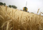 مصرف گندم 31 درصد کاهش یافت