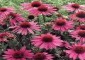 تاثير عصاره خشك گياه Echinacea purpurea بر عيار حاصل از واكسن بيماري نيوكاسل در طيور گوشتي با استفاده از آزمايش ممانعت از هماگلوتيناسيون