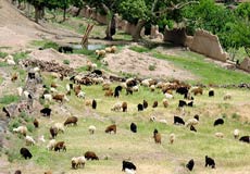 بارندگي 700 راس دام را در سیرجان تلف كرد