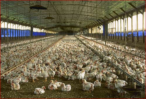 قم از ظرفیت مناسبی برای پرورش مرغ برخوردار است
