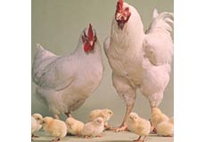 صادرات مرغ به خارج از کشور محدودیتی ندارد