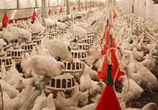 افتتاح 5 مرغداری صنعتی در دهه فجر در استان بوشهر