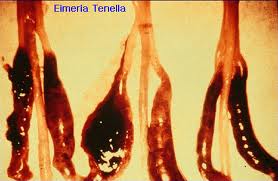 تاثير استفاده از پودر اكيناسه بر بازدهي توليد و دفع ااسيست در كوكسيديوز تجربي حاصله از آيمريا تنلا
