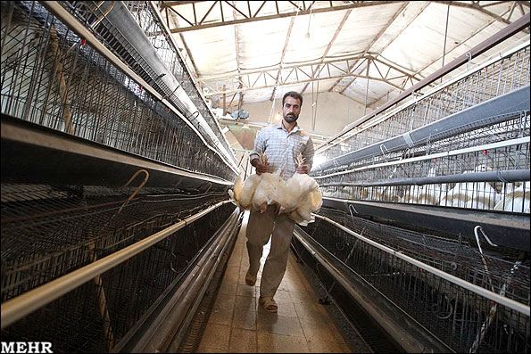 توزیع مشروط مرغ منجمد در بازار گیلان