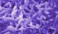 اثر افزودني هاي محرك رشد بر عملكرد جوجه هاي گوشتي چالش يافته با Escherichia coli