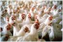 تولید و پرورش مرغ مدیریت می‌شود