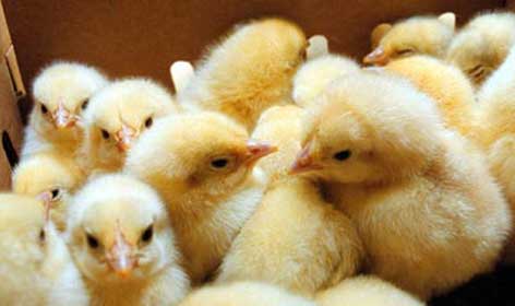 برای تامین مرغ نوروز یكصد میلیون قطعه جوجه ریزی شده است
