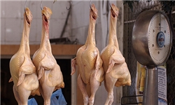 قیمت مرغ در آذربایجان‌شرقی پایین‌تر از قیمت کشوری است