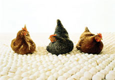 صدور پروانه تاسیس مزرعه تحقیقاتی مرغ تخم گذار در گرمسار