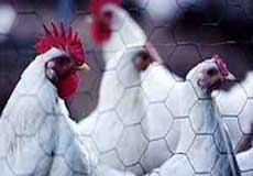 مصرف هورمون در توليد مرغ کذب است