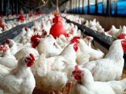 كشور به واردات گوشت مرغ نیازی ندارد