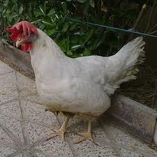 اثرهاي سطوح مختلف مخمر نانوايي بر عملکرد و صفات تخم مرغ در مرغ هاي تخم گذار