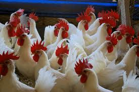 اثرات استفاده از سطوح مختلف اوره و ملاس بر عملکرد، برخي صفات تخم ‌مرغ و فراسنجه هايي بيوشيميايي خون مرغ‌ هاي تخم ‌گذار در مرحله‌ آخر تخم ‌�