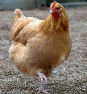 تولید 18 هزار تن گوشت مرغ در تاکستان