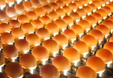 تخم‌ مرغ هندی در بازار!/ 100 هزار تن تخم‌مرغ ایرانی صادر می‌شود