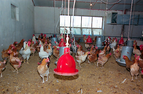 در همایش ایزولاسیون در مرغداری مطرح شد : تأثیر بهینه‎سازی مصرف سوخت در قیمت تمام‎شده مرغ