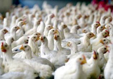 مرغ‌های گوشتی به بیماری خودخوری مبتلا شده‌اند