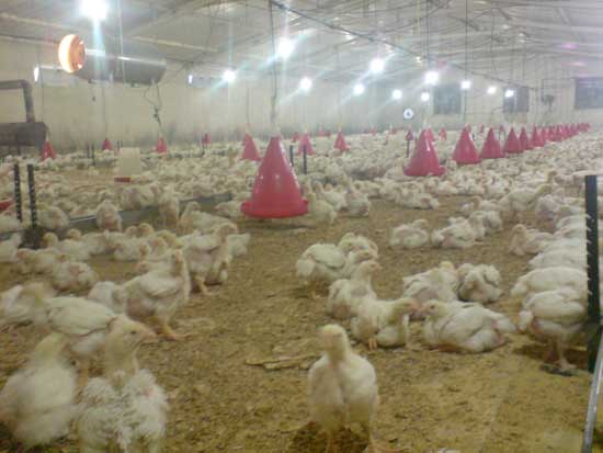 شرایط تولید گوشت مرغ دروضعیت مناسب