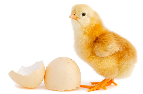 افزایش قیمت جوجه یک‌روزه زنگ خطر برای تولید مرغ و تخم‌مرغ