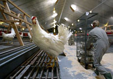 بزرگترین واحد 200 هزار قطعه‌ای مرغ مادر در خراسان‌شمالی ایجاد می‌شود