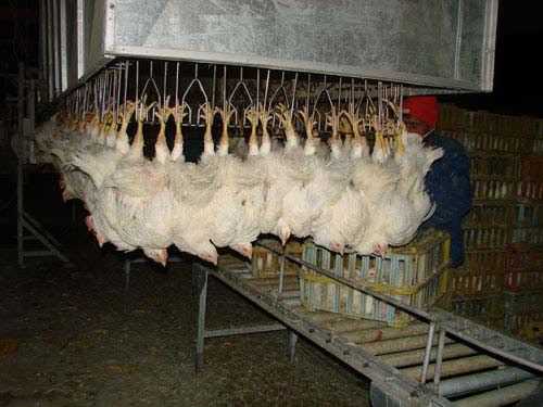 ضرردهی متناوب مرغ‌ها را روانه کشتارگاه می‌کند